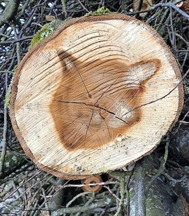 Fundstck: ein Baum mit Kater.  | Foto: Monika Beck
