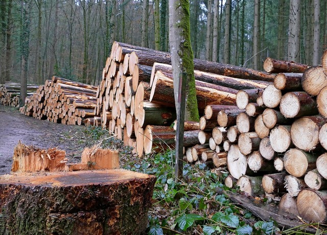 Insgesamt 80 Festmeter Holz wurden lau...s werden wieder 120 Festmeter wachsen.  | Foto: Sara Ghring