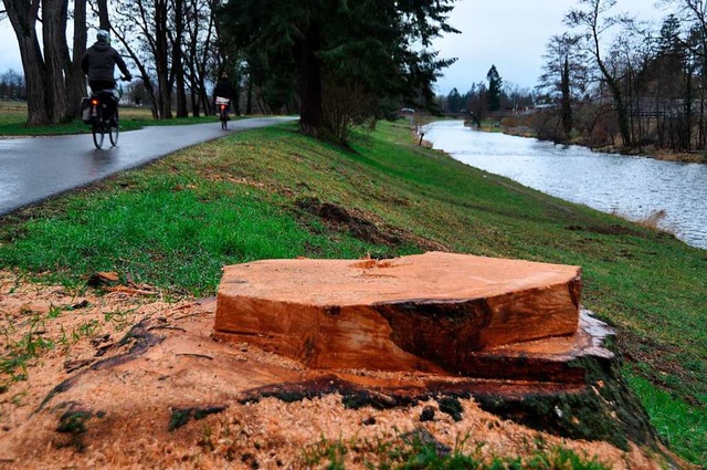 43 Bume im Uferbereich der Wiese lie das baselstdtische Tiefbauamt fllen.  | Foto: Daniel Gramespacher