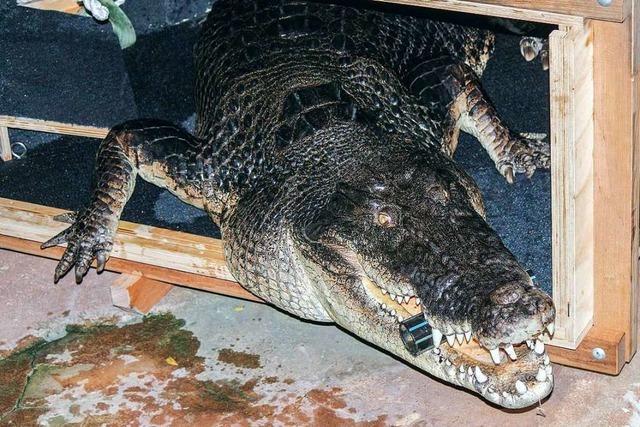 Wilhelma: Frederick ist das größte Krokodil Deutschlands
