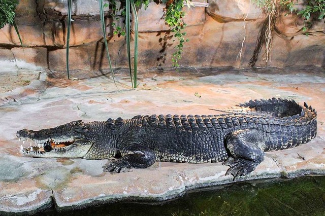 Leistenkrokodil Frederick wohnt jetzt in der Stuttgarter Wilhelma.  | Foto: dpa