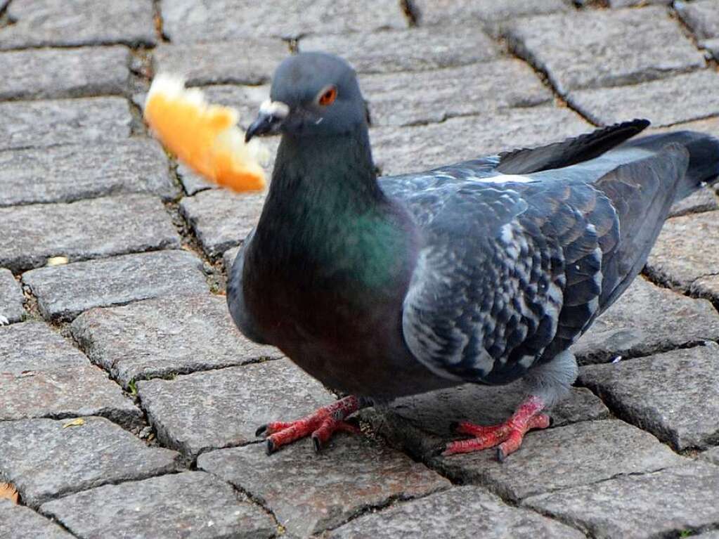 Immer wieder lohnenswert: ein Besuch Offenburgs am Fasentzischdig. <?ZP?>
