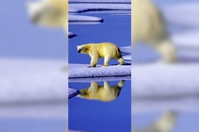 Wenn der Eisbr kommt