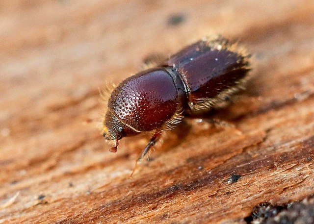 Ein Borkenkfer krabbelt ber die Unterseite einer Baumrinde.  | Foto: dpa