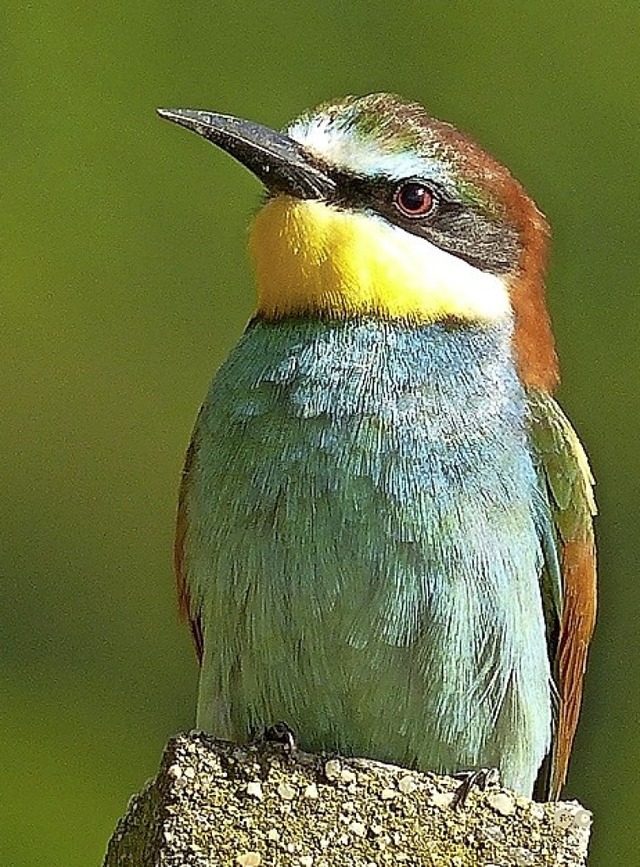 Am Samstag ffnete im Naturzentrum die neue Fotoausstellung ber Vgel.   | Foto: KArl Ernst