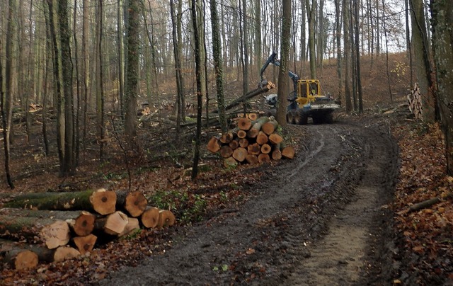 Kranke Eschen im Inzlinger Wald werden... noch gibt es gutes Geld fr das Holz.  | Foto: Johanna Hgg