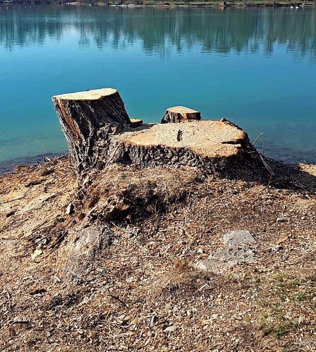 Gefllter Baum am Waldmattensee  | Foto: privat