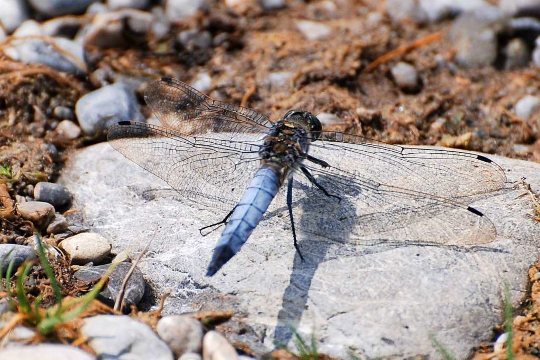Biotope sind wichtige Lebensräume &#8211; zum Beispiel für Libellen.  | Foto: A. Uecker