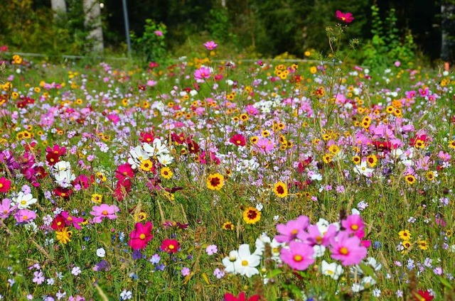 Wildblumenwiesen sind ein Paradies fr Insekten und gut frs Klima.  | Foto: Tanja Bury