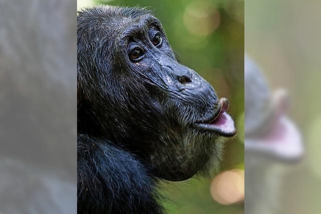 Kulturerbe der Schimpansen in Gefahr