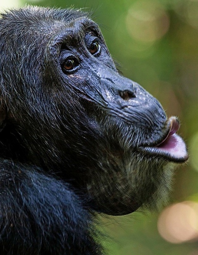 Schimpansen knnen sich gut an ihre Umwelt anpassen.   | Foto: dpa