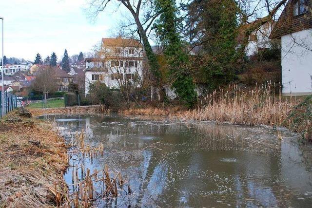 Behrde stoppt Fllen von Bumen auf Lrracher Grundstck