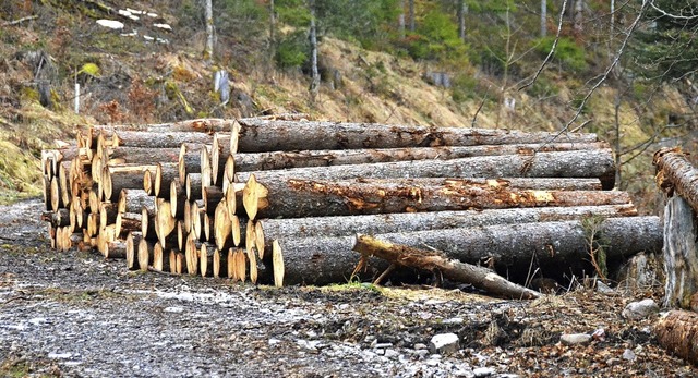 Geschlagenes Holz, das  im Wald liegt,...Brutsttte fr Borkenkfer zu bieten.   | Foto: Sebastian Barthmes