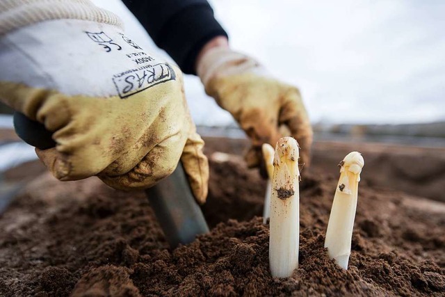 Der Verband Sddeutscher Spargel- und ... Prozent in den nchsten sechs Jahren.  | Foto: dpa