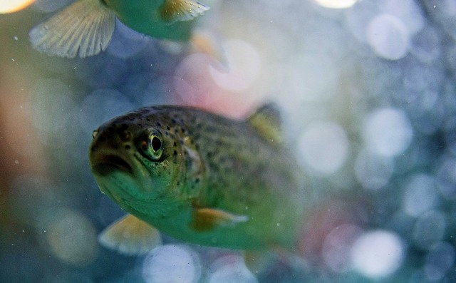 Im heien Sommer 2018 hatten die Fische in den Wehrer Gewssern hart zu kmpfen.  | Foto: Symbolbild:  Bernd Thissen (dpa)