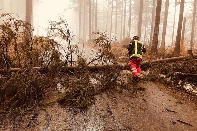 Umgestrzte Bume auf Strae zum Kandelgipfel