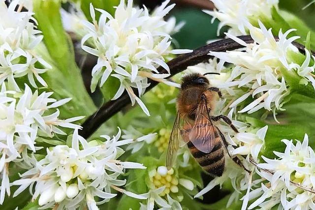 Glottertler Imker erklrt, inwiefern sich Bienen und Menschen hneln