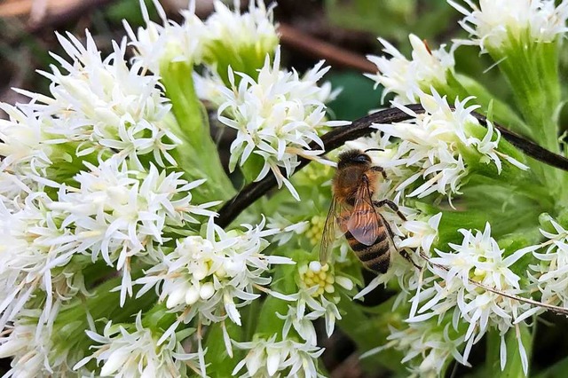 Sobald die Sonne scheint strmen Bienen ins Freie.  | Foto: Hans-Peter Wei