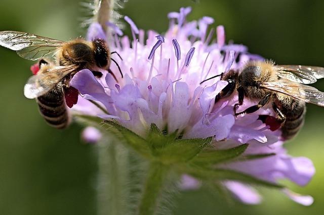 Bltenzauber fr glckliche Bienen