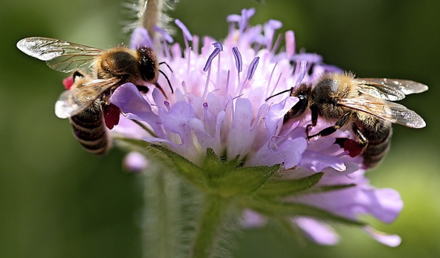 Wenn Bienen Nektar und Pollen sammeln, bestuben sie gleichzeitig die Pflanzen.   | Foto: Ernst Ritter