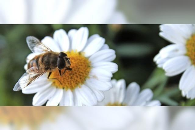 ber den Schutz der Honigbiene
