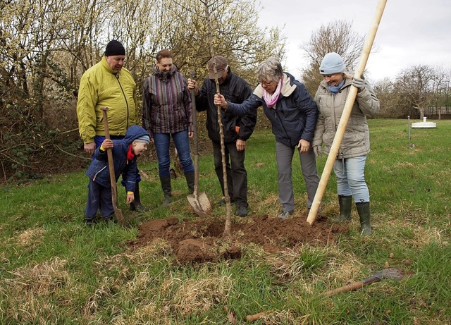 Fr eine Streuobstwiese in Herbolzheim wurden Bume gesetzt.  | Foto: Michael Haberer