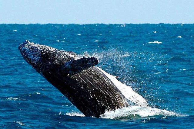 Wal schnappt deutschen Taucher und spuckt ihn wieder aus – lebend