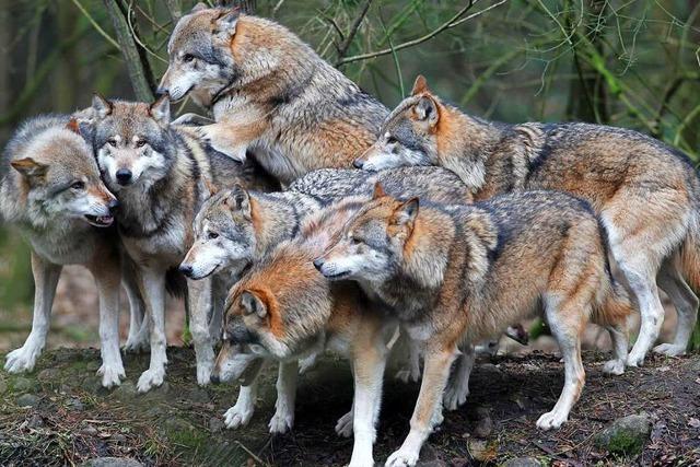 Fake: Wolfsrudel-Video entstand nicht im Schwarzwald
