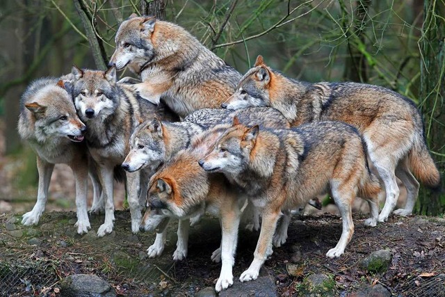 Wann siedelt sich das erste Wolfsrudel im Schwarzwald an? (Symbolbild)  | Foto: dpa