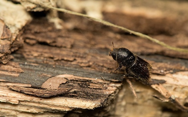 Der Buchdrucker (Ips typographus) bereitet den Waldbesitzern zunehmend Sorgen.  | Foto: Stock.adobe.com