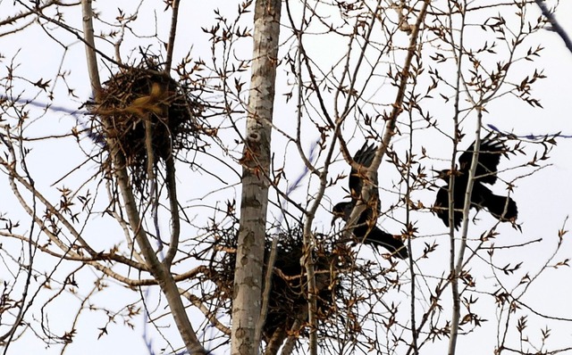 Fleiige Nestbauer: Beim Kurpark haben...olonien an Saatkrhen niedergelassen.   | Foto: Frank Schoch