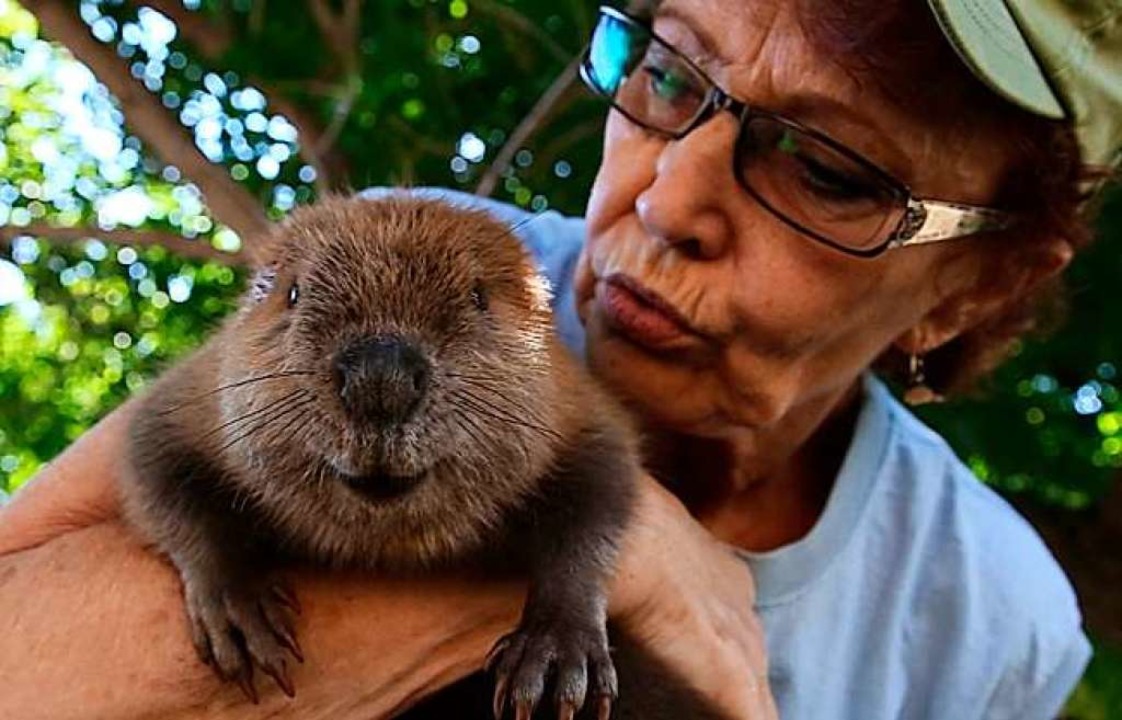 &#8222;The Beaver Believers - Meet Sherri Tippie&#8220;  | Foto: Veranstalter