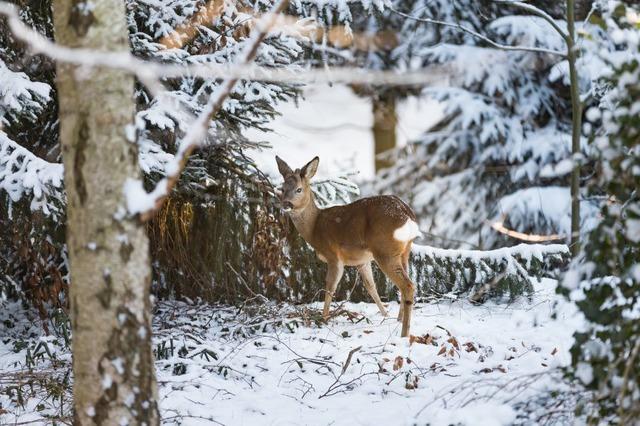 Jagd schützt den Staatswald in Kirchzarten vor Wildschäden