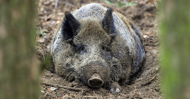 Die Zahl der Wildschweine halten viele...inepest (ASP) noch strker ins Visier.  | Foto: DPA