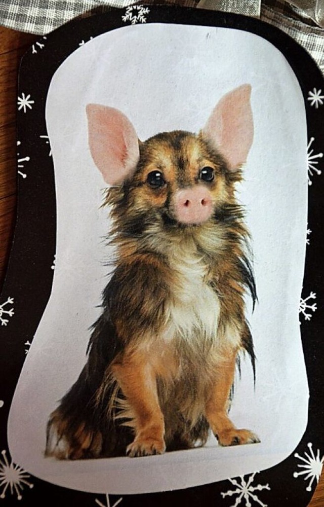 Geschenkt: So sieht also ein Schweinehund aus.  | Foto: Kathrin Blum