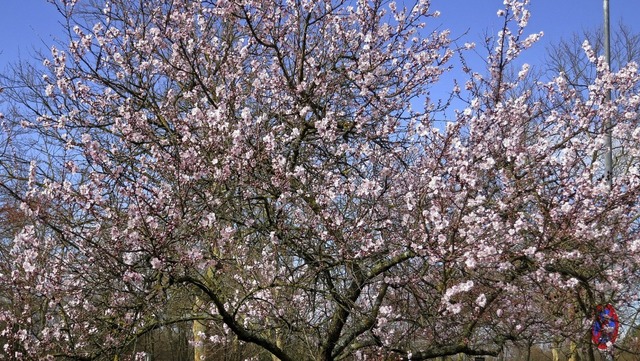 Kurpark Bad Bellingen am 13.3.2019  | Foto: Michael Behrendt