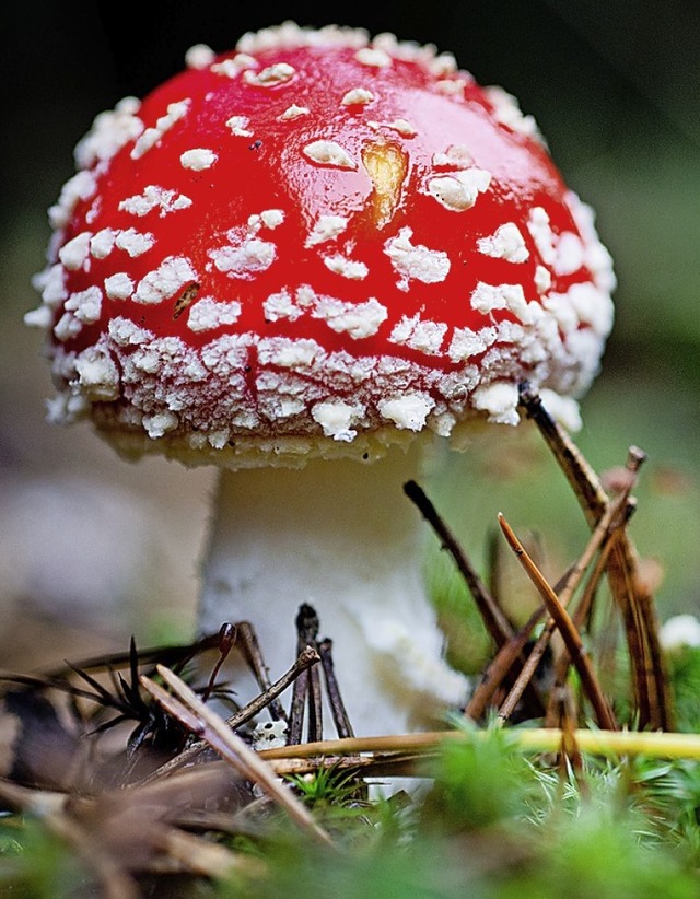 Vorsicht, Fliegenpilz, giftig: Das wei sogar der Laie.   | Foto: dpa