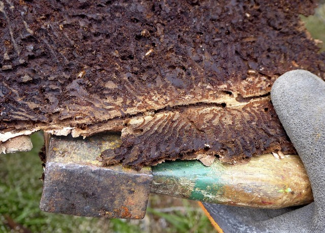 Der Kferbefall des Holzes droht den Holzpreis verfallen zu lassen.   | Foto: Peter Stellmach