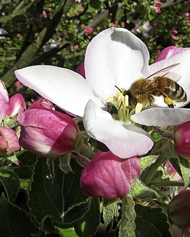 Einen Vortrag der Bienenfreunde zum Bi...rben gibt es am Mittwoch bei der VHS.   | Foto: Mirco Ropic