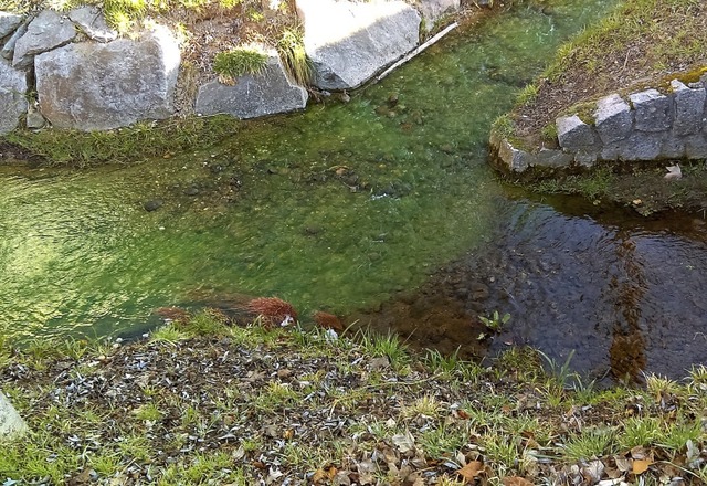 Das Wasser kann wieder grn werden.   | Foto: Knut Derkmann