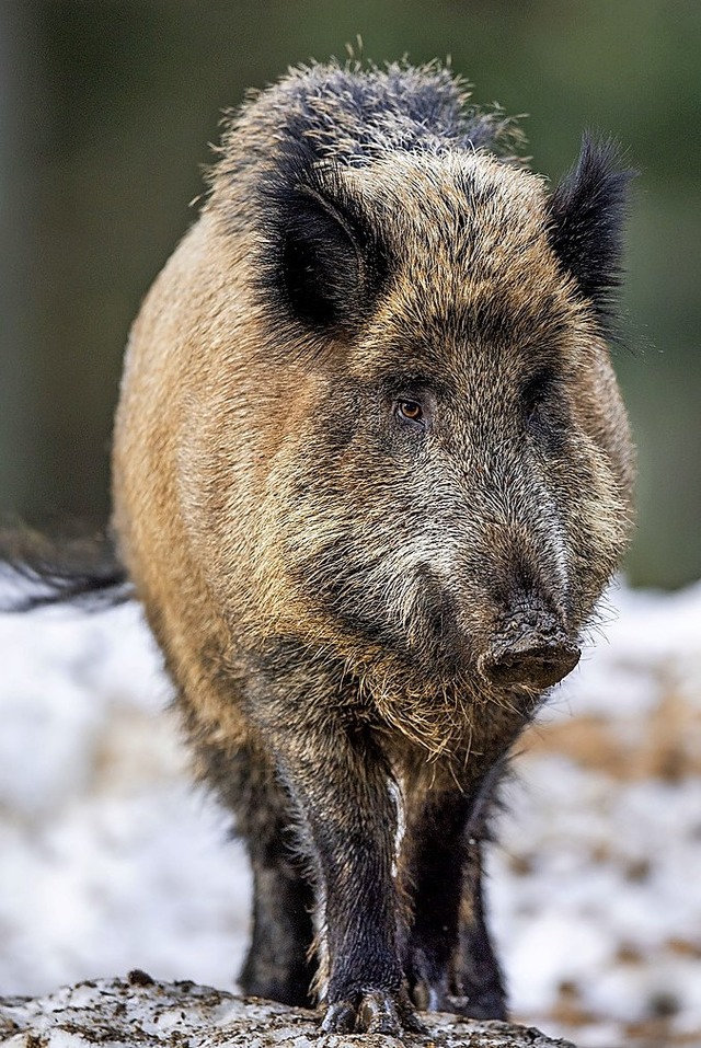 Die milden Winter frdern die Wildschweinpopulationen.   | Foto: dpa