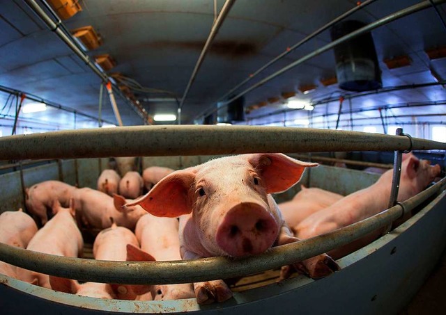 Mastschweine in ihrem Stall   | Foto: dpa