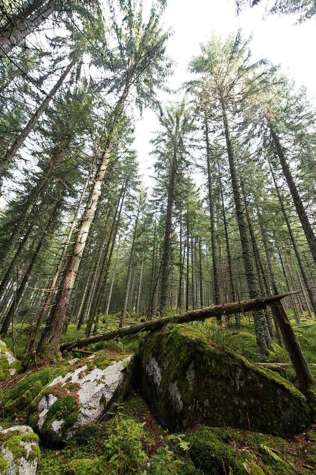 Die Forstverwaltung kmmert sich  knf... noch um private und kommunale Wlder.  | Foto: dpa