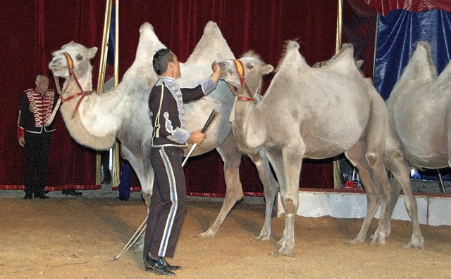 Tierdressuren gehren zum Programm des Circus.   | Foto: Ounas-Krusel