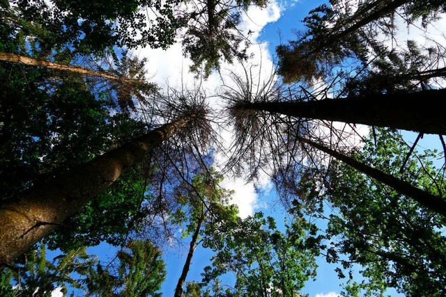 Das Verhltnis der Deutschen zu ihrem Wald scheint rettungslos sentimental.  | Foto: andr hnig