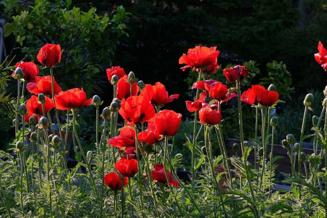 Nach Und Nach Bluht Der Mohn Im Botanischen Garten Basel In Allen