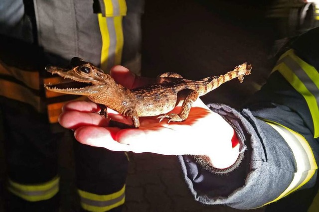 Das rund 25 Zentimeter lange Krokodil ...h lediglich um ein ausgestopftes Tier.  | Foto: dpa