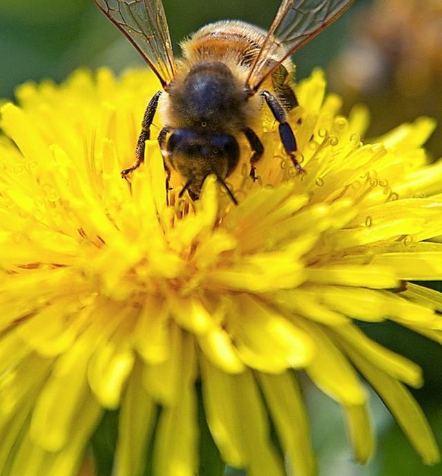 Ackerstreifen, auf denen Wildblumen wa...enzahn - locken zahlreiche Bienen an.   | Foto: Andrea Warnecke/dpa