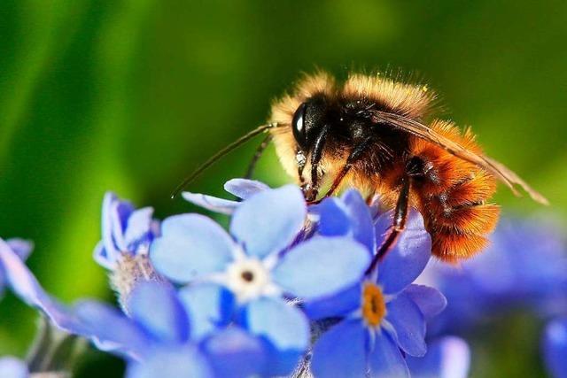 Bundesregierung muss den Schutz der Bienen anpacken