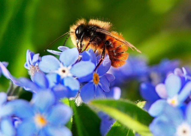 Eine gehrnte Mauerbiene sitzt auf Vergissmeinnicht-Blten.  | Foto: Stephanie Pilick